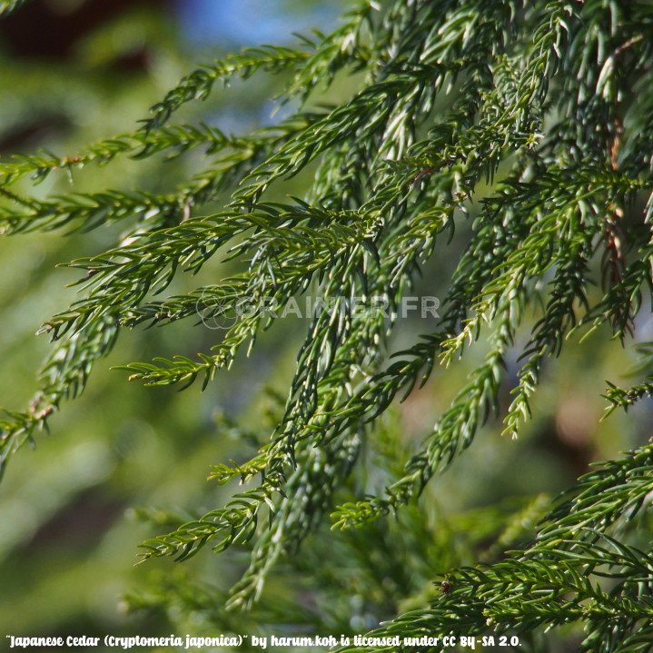 Cèdre du Japon, 杉,スギ , sugi, Cryptomeria japonica image
